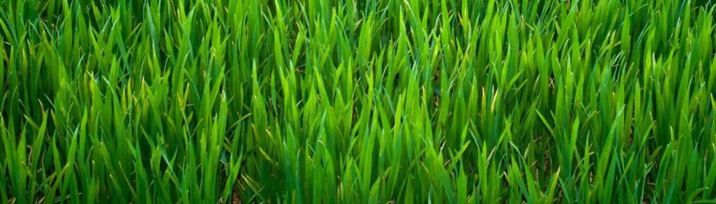 Ecoedge Retic Supplies Perth